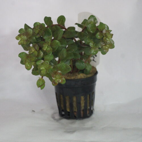 _DSC7185 Rotala Blood Red