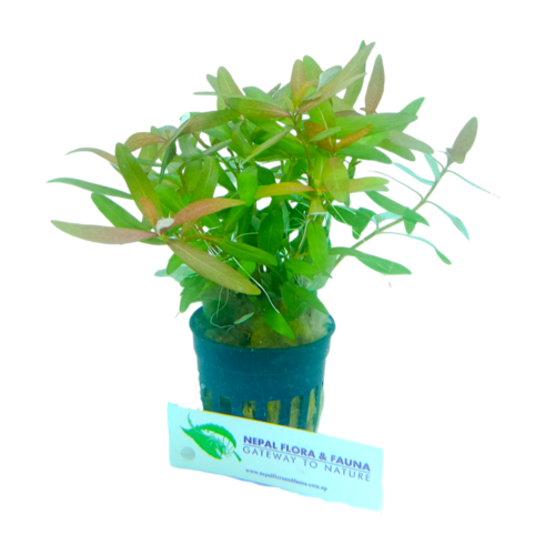 Photoroom-20240821_085727 Hygrophilla Polysperma Sp. Tiger