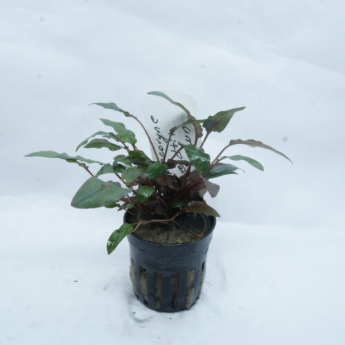 _DSC6995 Cryptocoryne wendtii 'Brown'