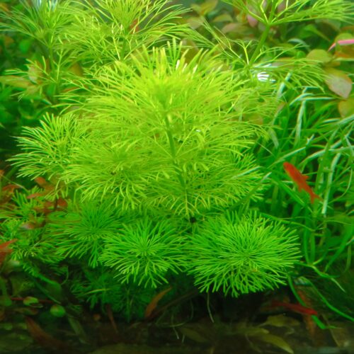 IMG_20240707_151226 Limnophilla Sesilophlora