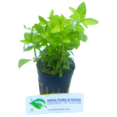 Photoroom-20240820_114844 Hygrophilla polysperma sunset