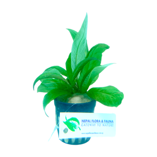 Photoroom-20240821_090029 Hygrophila corymbosa 'Siamensis'