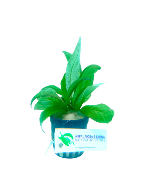 Photoroom-20240821_090029 Hygrophila corymbosa 'Siamensis'