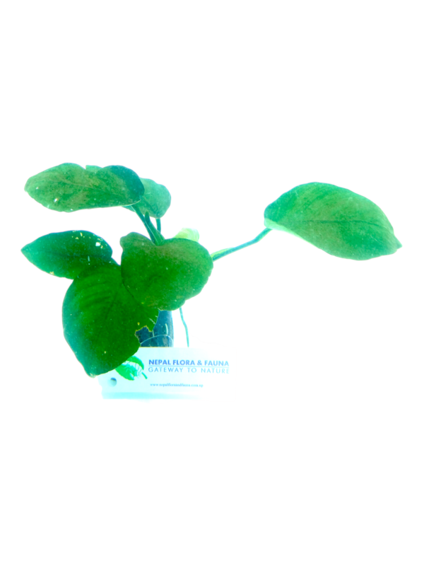 Anubias barteri Anubias Barteri