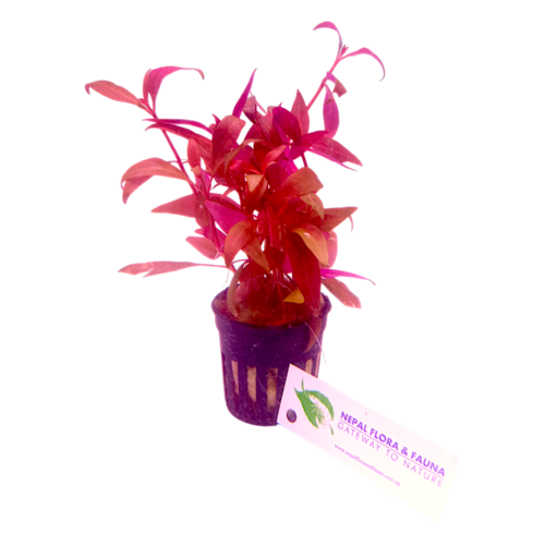 AR mini Alternanthera Reineckii 'Mini' (AR Mini)