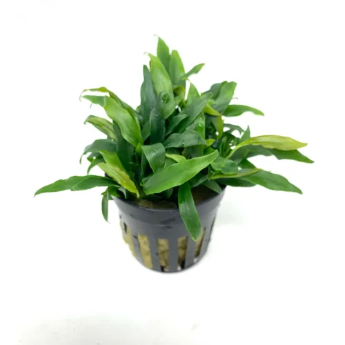 dragon claw Anubias Dragonclaw