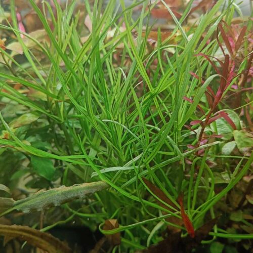 Messenger_creation_B344BEC9-8A6D-4F09-A8E2-71A64F6D7F28 Pogostemon octopus