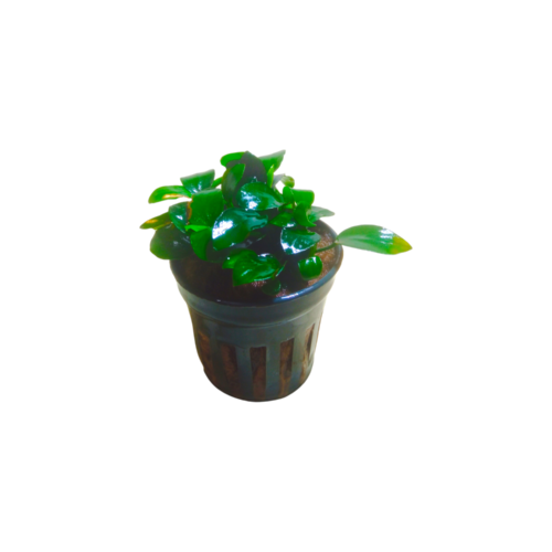 Photoroom-20241017_130033 Anubias Nana Petite