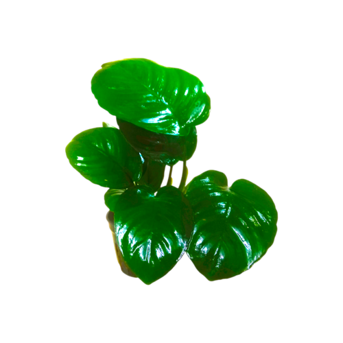 Photoroom-20241017_130515 Anubias Barteri