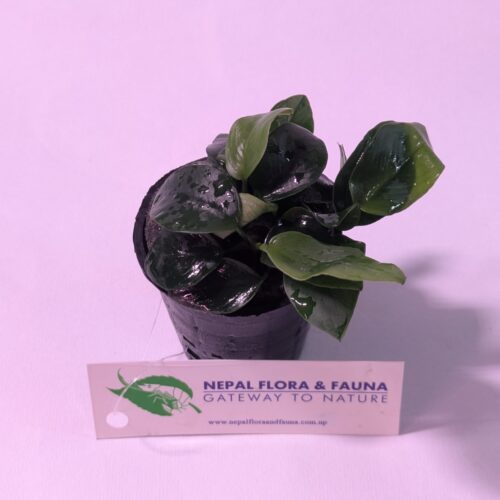 PXL_20241210_091532694.NIGHT Anubias Nana