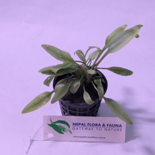 Cryptocoryne Lucens