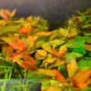 Ludwigia Atlantis Dark Orange
