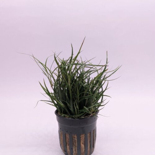 IMG-20250202-WA0004 Juncus Repens