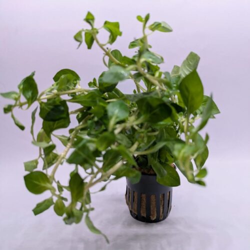 IMG-20250202-WA0012 Ludwigia Palustris 'Green'