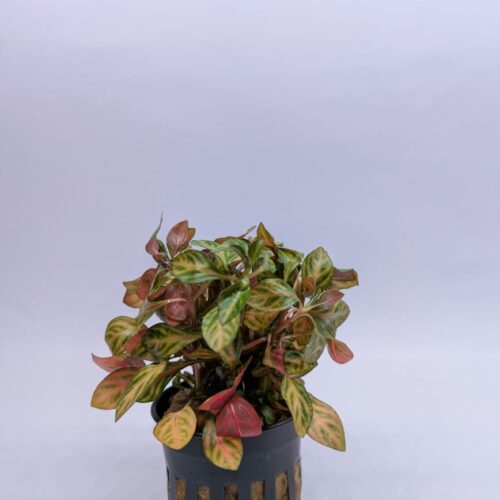 IMG-20250202-WA0014 Ludwigia Atlantis Dark Orange