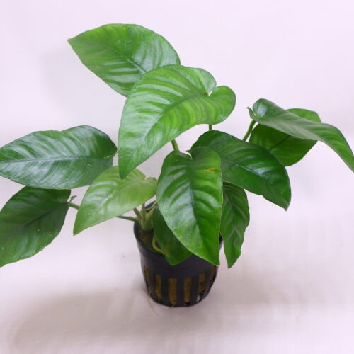 1X8A7986 Anubias Barteri Striped