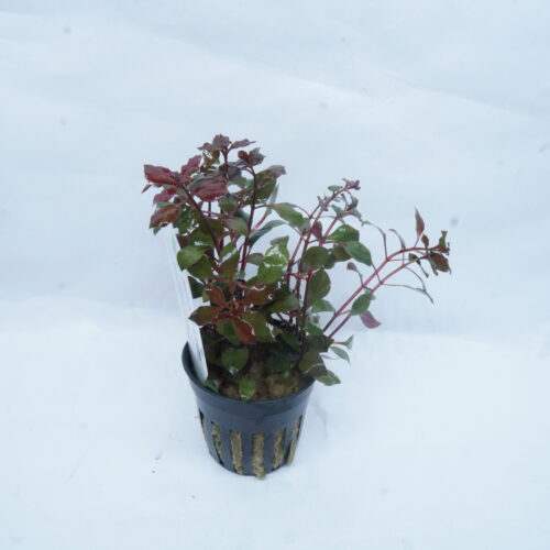 _DSC6906 Ludwigia palustris 'Super Red'