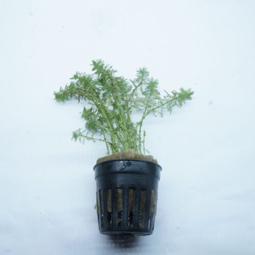 _DSC6921 Myriophyllum sp. 'Guyana'