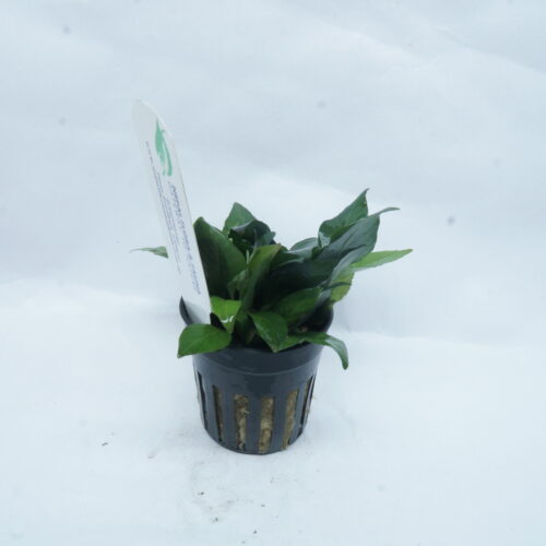 _DSC6975 Hygrophila corymbosa 'Compact'