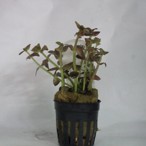 _DSC7145 Bacopa salzmanni 'Purple'