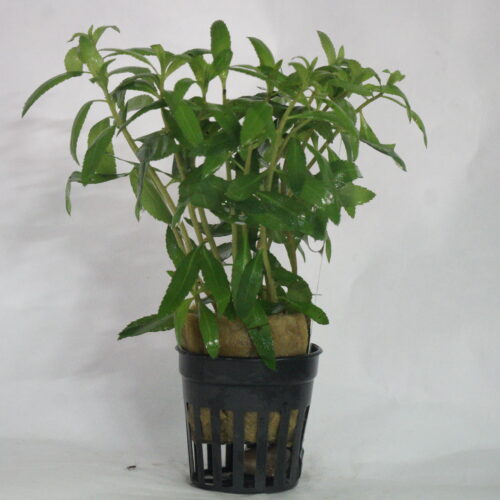 _DSC7162 Proserpinaca palustris