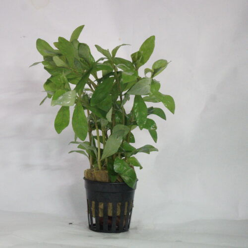 _DSC7166 Hygrophila polysperma