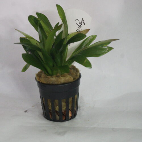 _DSC7174 Sagittaria platyphylla