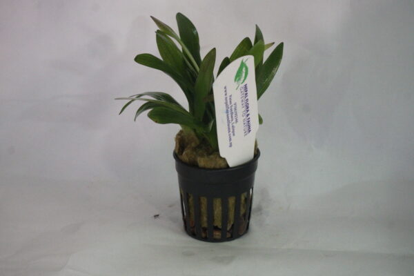 Sagittaria platyphylla