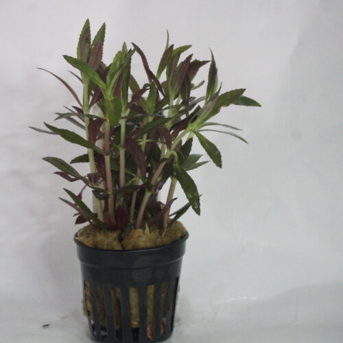 _DSC7181 Limnophila hippuridoides