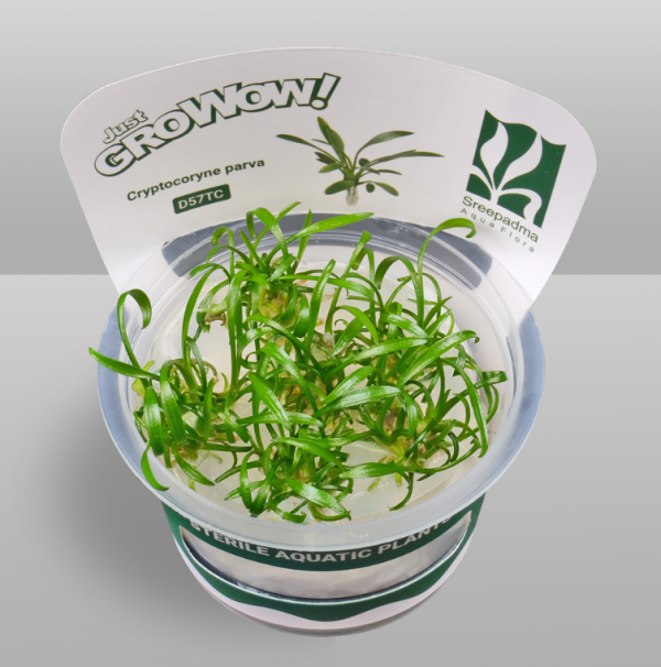 Cryptocoryne parva (Tissue Culture)