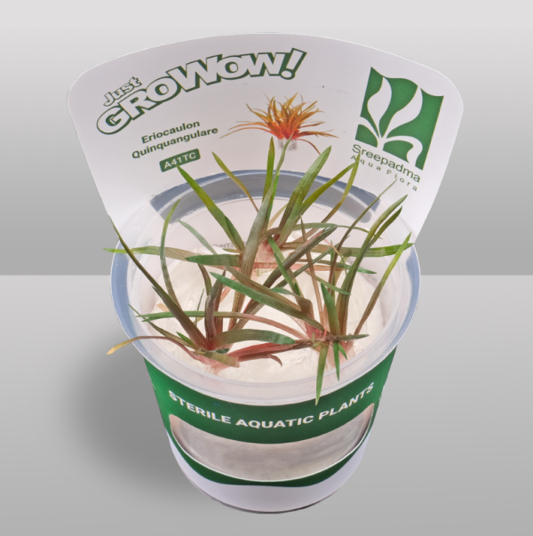 Eriocaulon Eriocaulon quinquangulare (Tissue Culture)