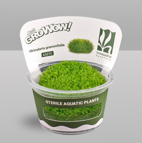 Utricularia graminifolia Utricularia graminifolia(Tissue Culture)