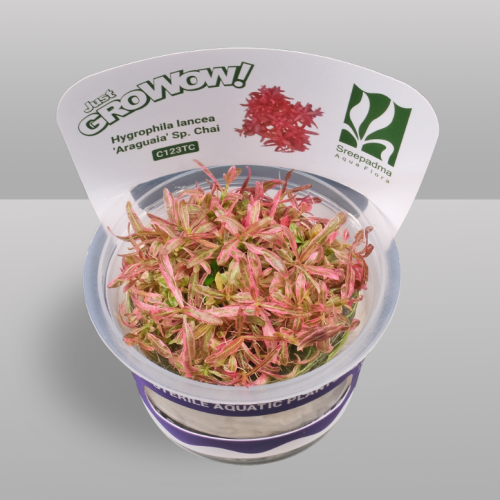 Hygrophila lancea ‘Araguaia’ sp. Chai (Tissue Culture)