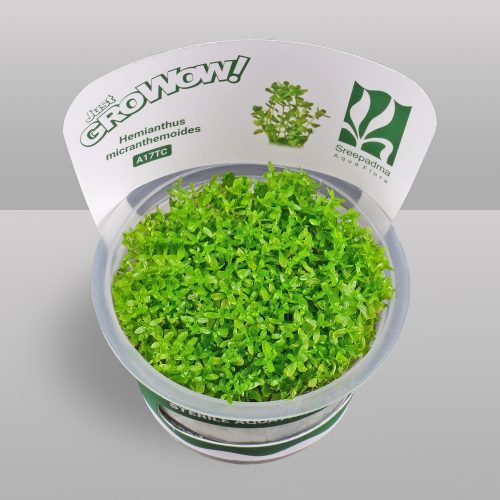 Hemianthus micranthemoides (Tissue Culture)