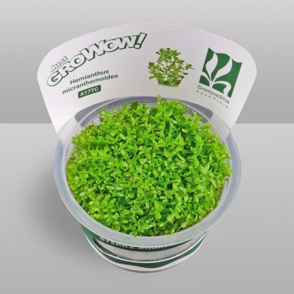 Hemianthus micranthemoides (Tissue Culture)