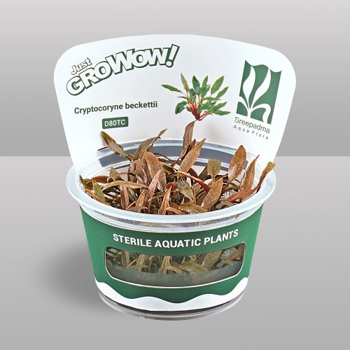 Cryptocoryne beckettii (Tissue Culture)