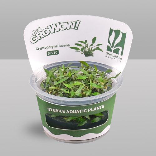 Cryptocoryne lucens (Tissue Culture)