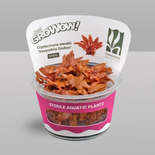 Cryptocoryne wendtii 'Sreepadma Sindoor' (Tissue Culture)