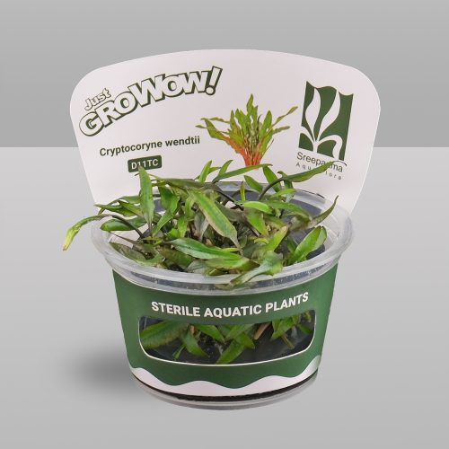 Cryptocoryne wendtii (Tissue Culture)