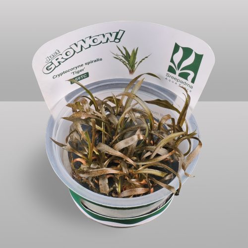 Cryptocoryne spiralis 'Tiger' (Tissue Culture)