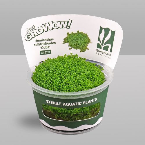 Hemianthus callitrichoides 'Cuba' (Tissue Culture)