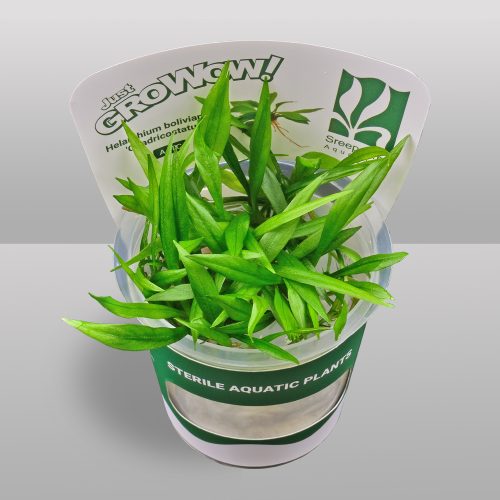 Helanthium bolivianum Quadricostatus (Tissue Culture)