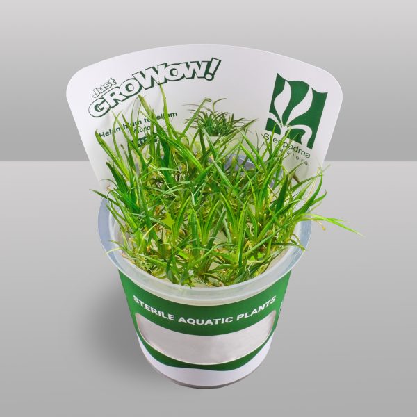 Helanthium tenellum 'Micro' (Tissue Culture)