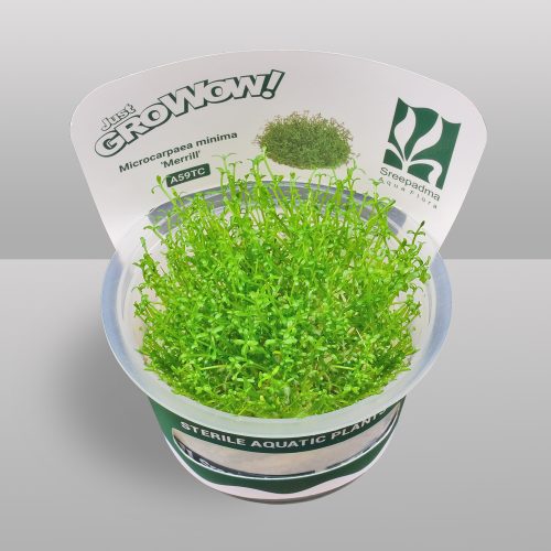 Microcarpaes minima merrill (Tissue Culture)